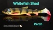 peche-leurres-pelagic-leurre-souple-savage-gear-3d-whitefish-shad